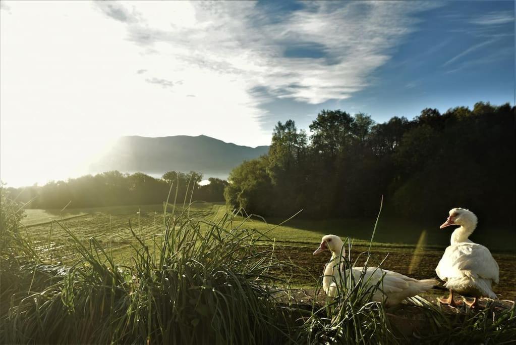 Double Bedroom, Kitchen, Bathroom In Organic Farm ベッルーノ エクステリア 写真