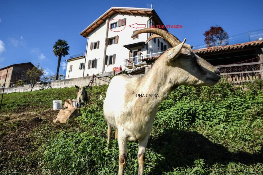 Double Bedroom, Kitchen, Bathroom In Organic Farm ベッルーノ エクステリア 写真